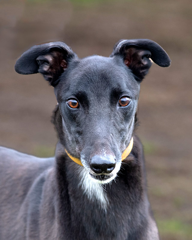 Image of gorgeous greyhound, Billy.