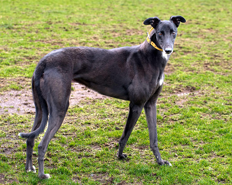 Photo of adorable Greyhound named Billy