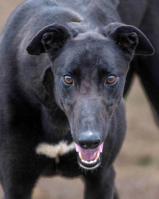 Image of gorgeous greyhound, Blackie.