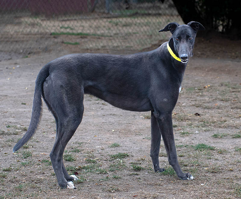Photo of adorable Greyhound named Blackie