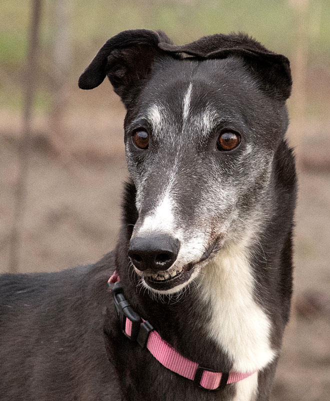 Image of handsome greyhound, Blue.