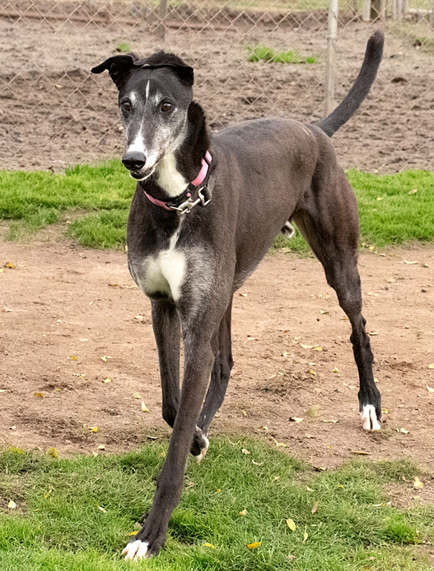 Photo of adorable Greyhound named Buddy