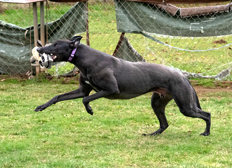 Photo of adorable Greyhound named Dexter