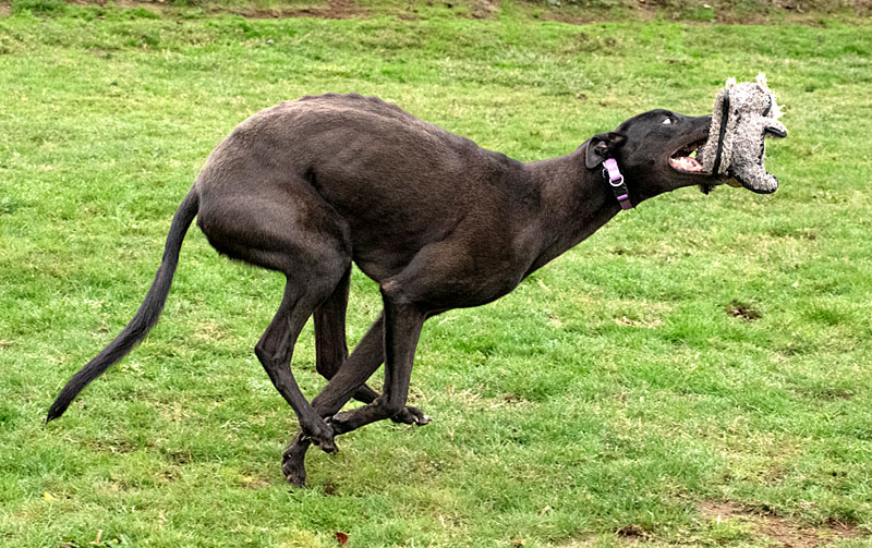 Photo of adorable Greyhound named Dexter