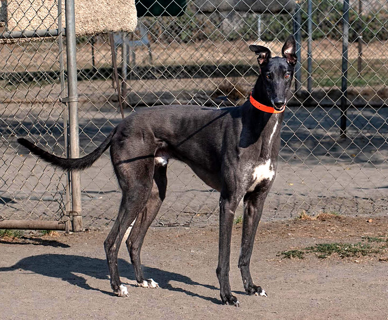 Photo of adorable Greyhound named Donny