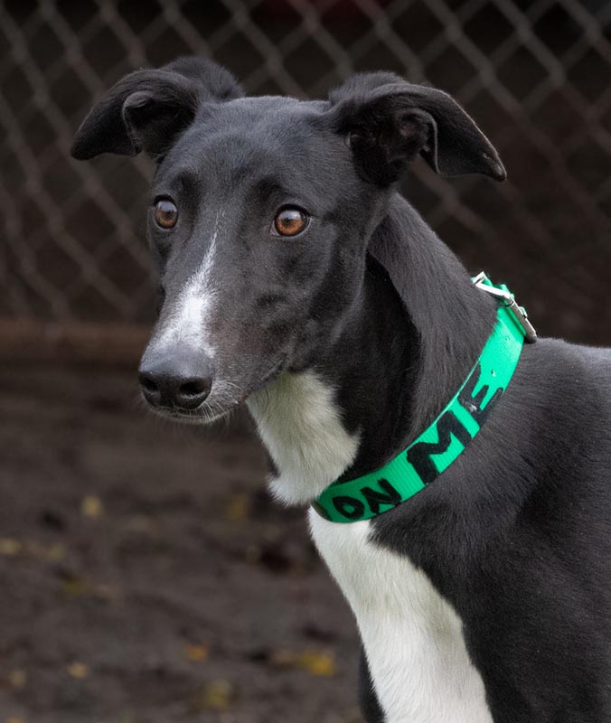 Image of gorgeous greyhound, Focus On Me.