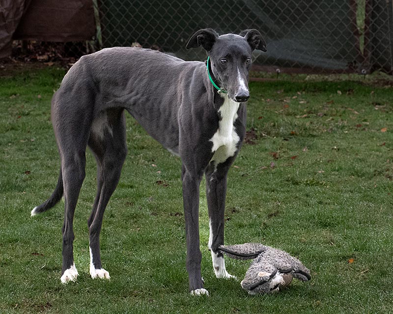 Photo of adorable Greyhound named Focus On Me