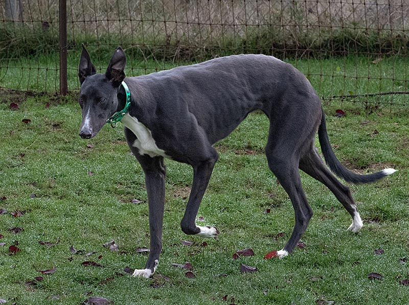 Photo of adorable Greyhound named Focus On Me