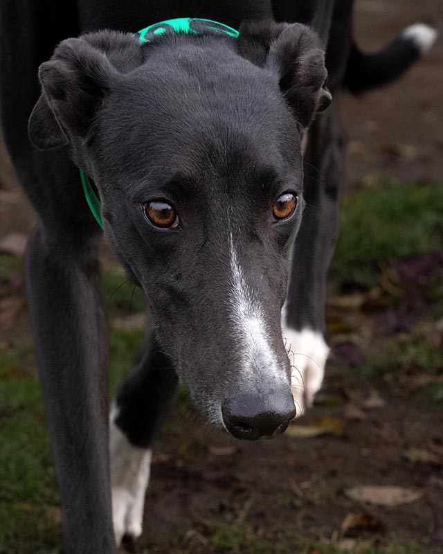 Photo of adorable Greyhound named Focus On Me