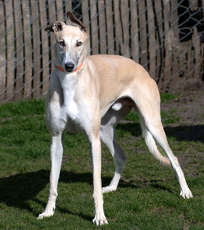 Photo of adorable Greyhound named Harry