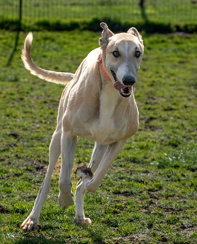 Photo of adorable Greyhound named Harry