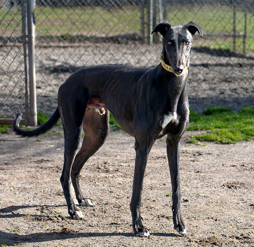 Photo of adorable Greyhound named Horace