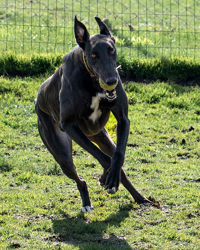 Photo of adorable Greyhound named Horace
