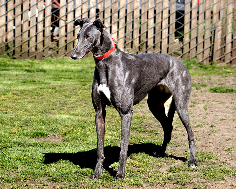 Photo of adorable Greyhound named Katie