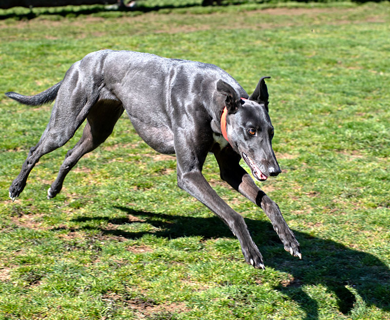 Photo of adorable Greyhound named Katie