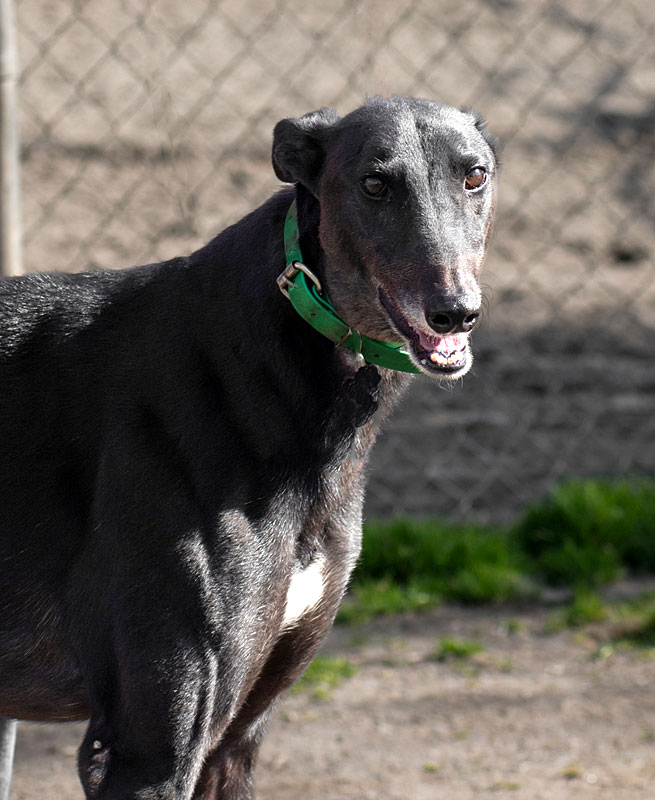 Image of handsome greyhound, Blue.