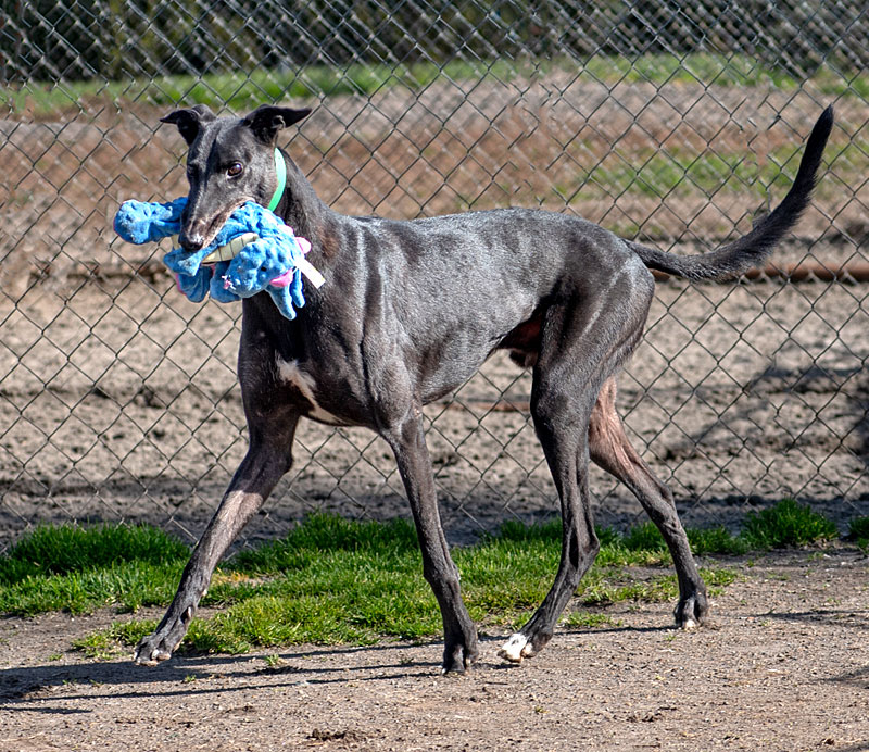 Photo of adorable Greyhound named Lenniee