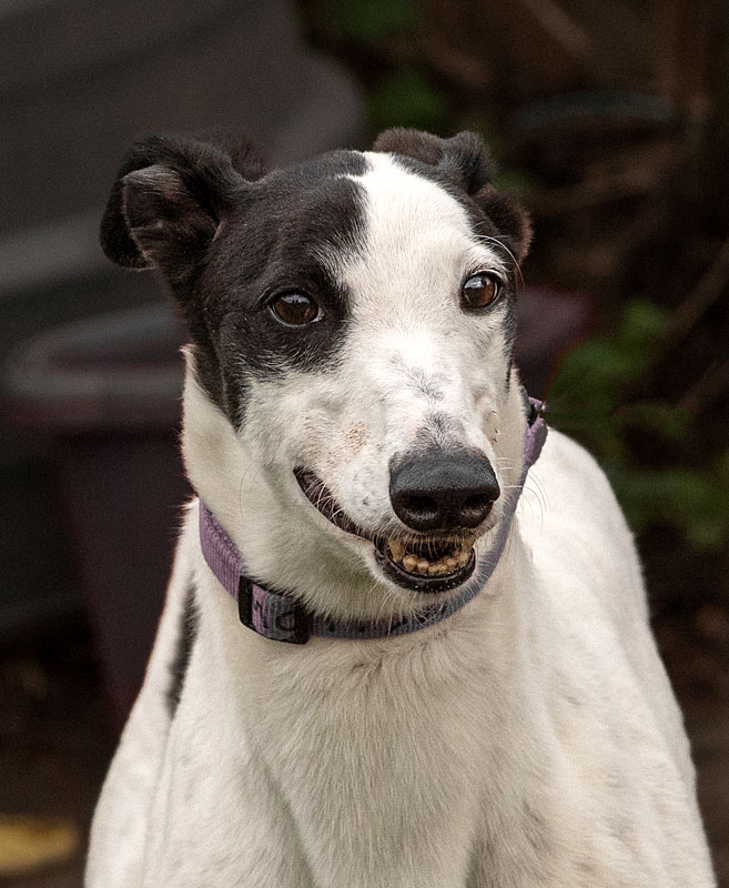 Image of cute greyhound dog, Mellow.