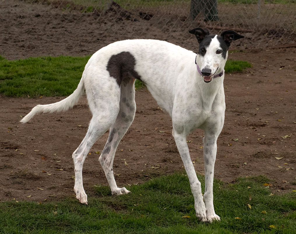 Photo of adorable Greyhound named Mellow