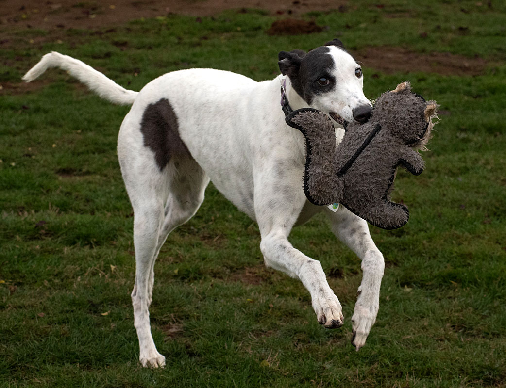 Photo of adorable Greyhound named Mellow