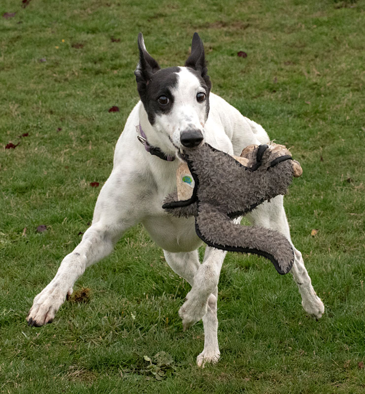 Photo of adorable Greyhound named Mellow