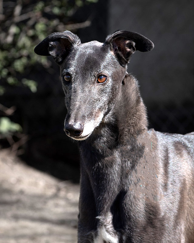Image of gorgeous greyhound, Pres.