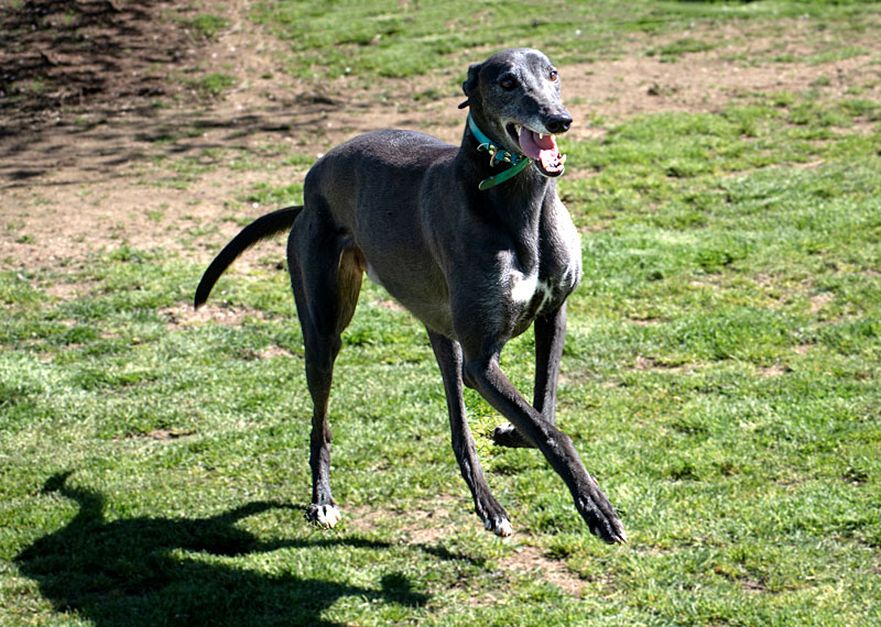 Photo of adorable Greyhound named Pres