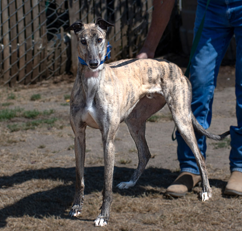 Photo of adorable Greyhound named Sam