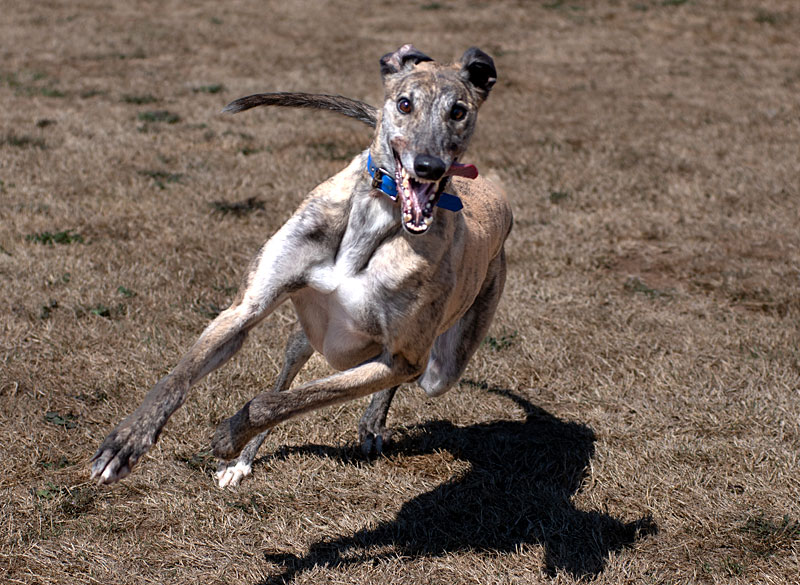 Photo of adorable Greyhound named Sam