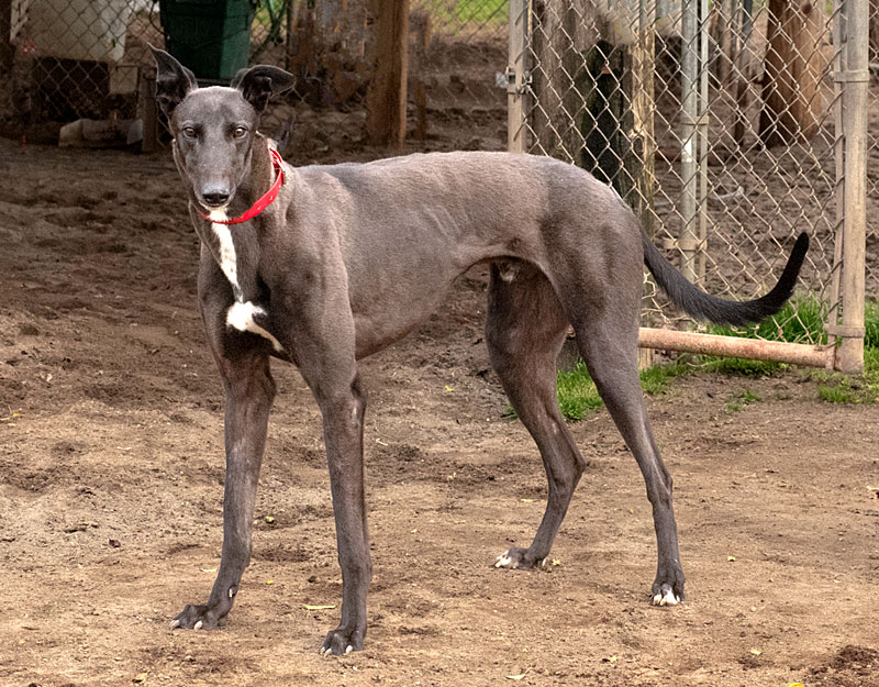 Photo of adorable Greyhound named Rex