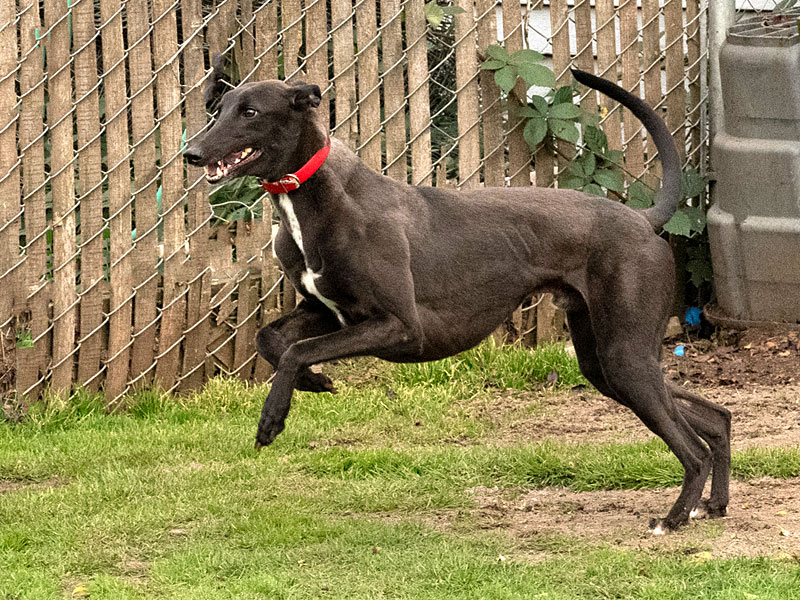 Photo of adorable Greyhound named Rex