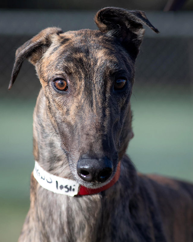 Image of gorgeous greyhound, Russell.