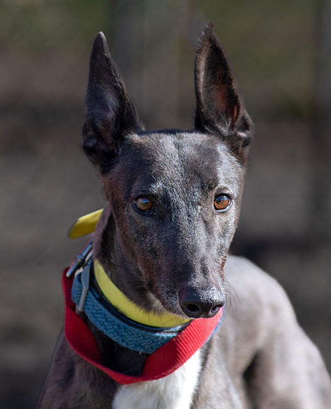 Image of gorgeous greyhound, Sam.