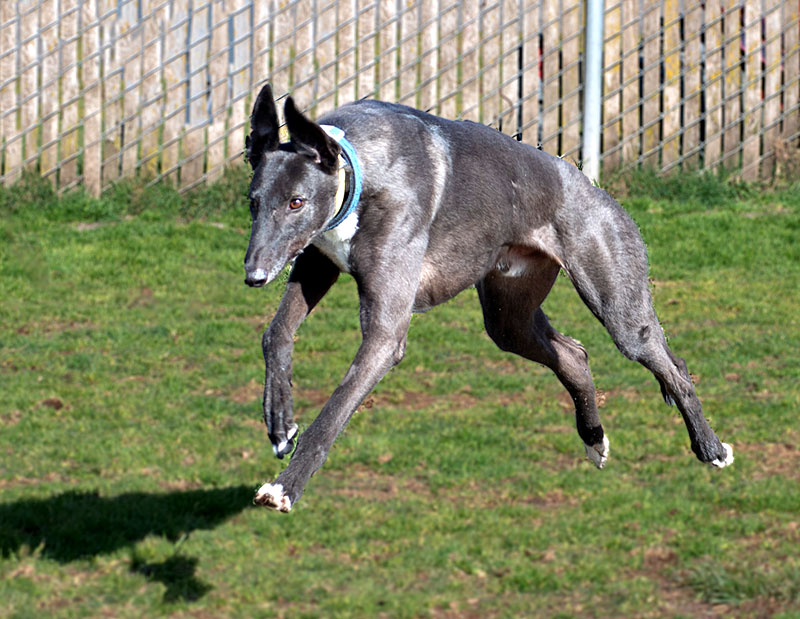Photo of adorable Greyhound named Sam