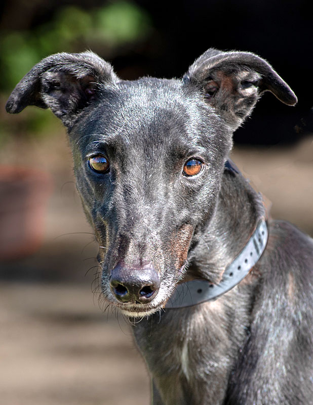 Image of gorgeous greyhound, Stanley.