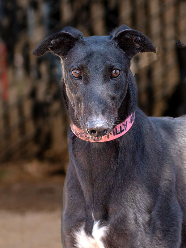 Image of cute greyhound dog, Tilly.