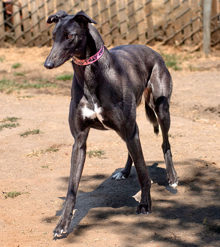 Photo of adorable Greyhound named Tilly