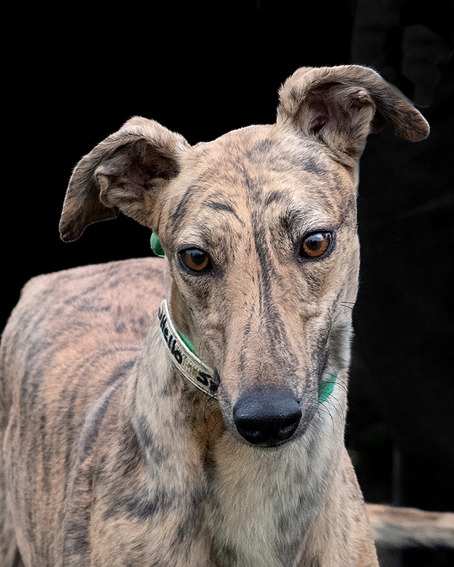 Image of cute greyhound dog, Sidney.