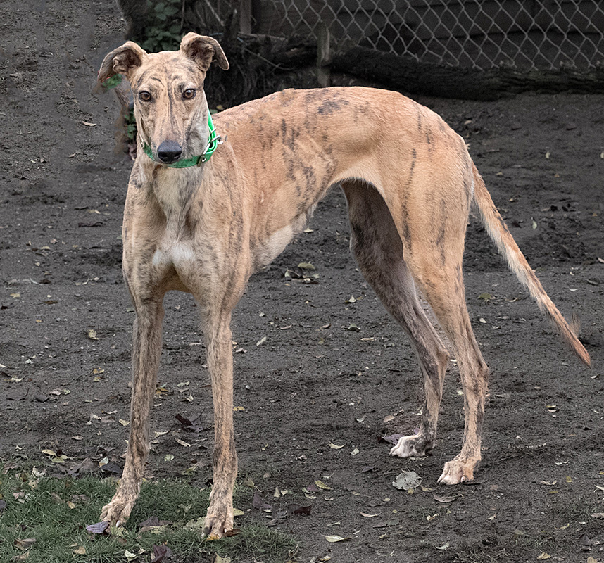 Photo of adorable Greyhound named Sidney