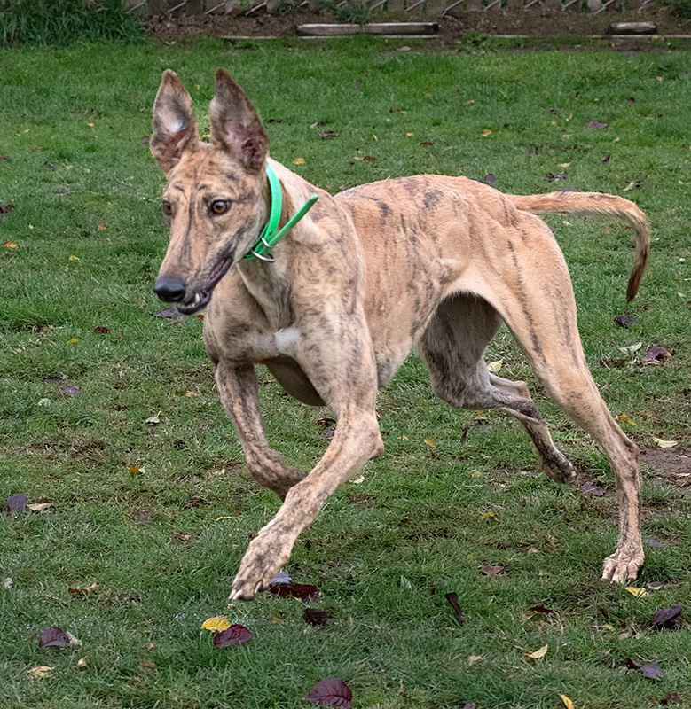 Photo of adorable Greyhound named Sidney